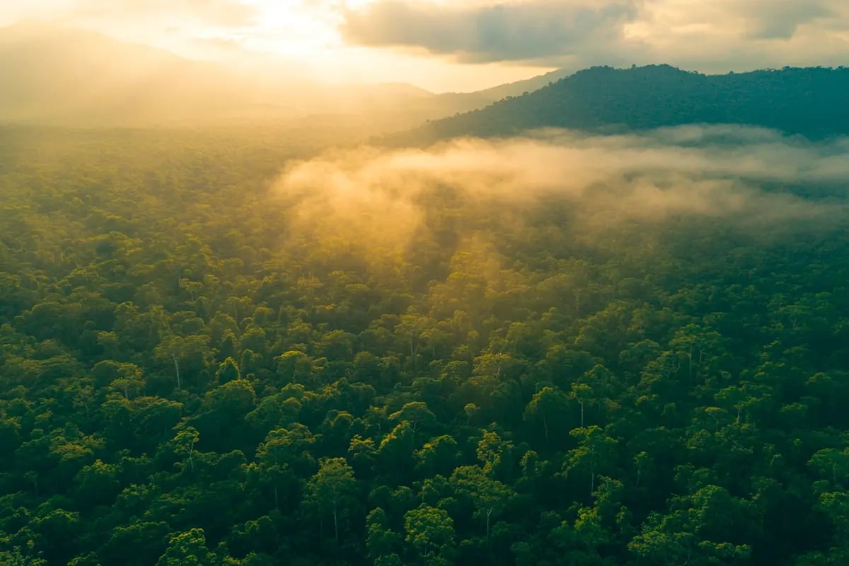 Carbon credits explained_Landscape view of lush African forest_visual 5