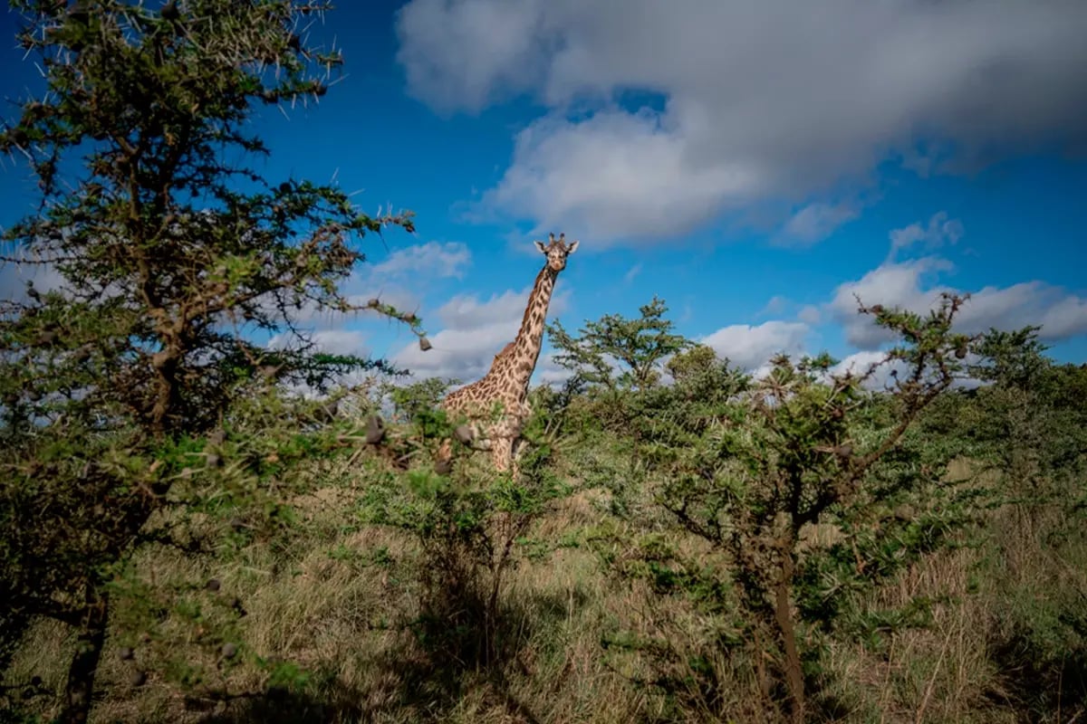 Carbon markets and their growing impact explained_Apple, in partnership with Conservation International, is restoring degraded savannas in Kenya_s Chyulu Hills_visual 5