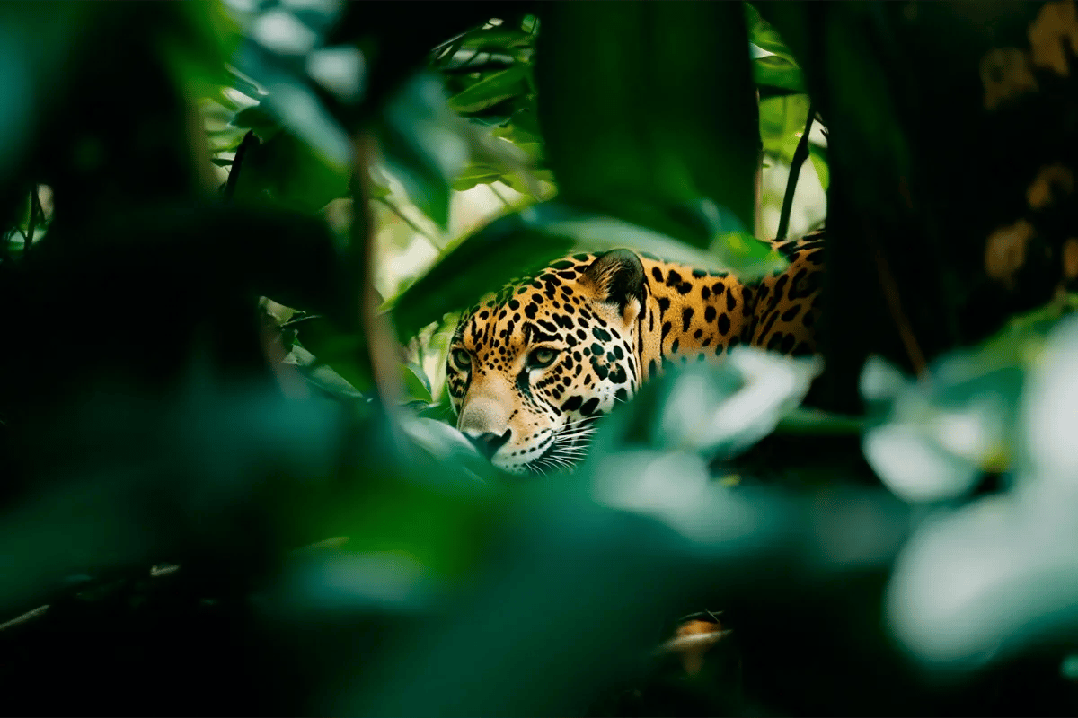 Carbon markets and their growing impact explained_Jaguar in its natural habitat, the Amazon tropical rainforest_visual 4