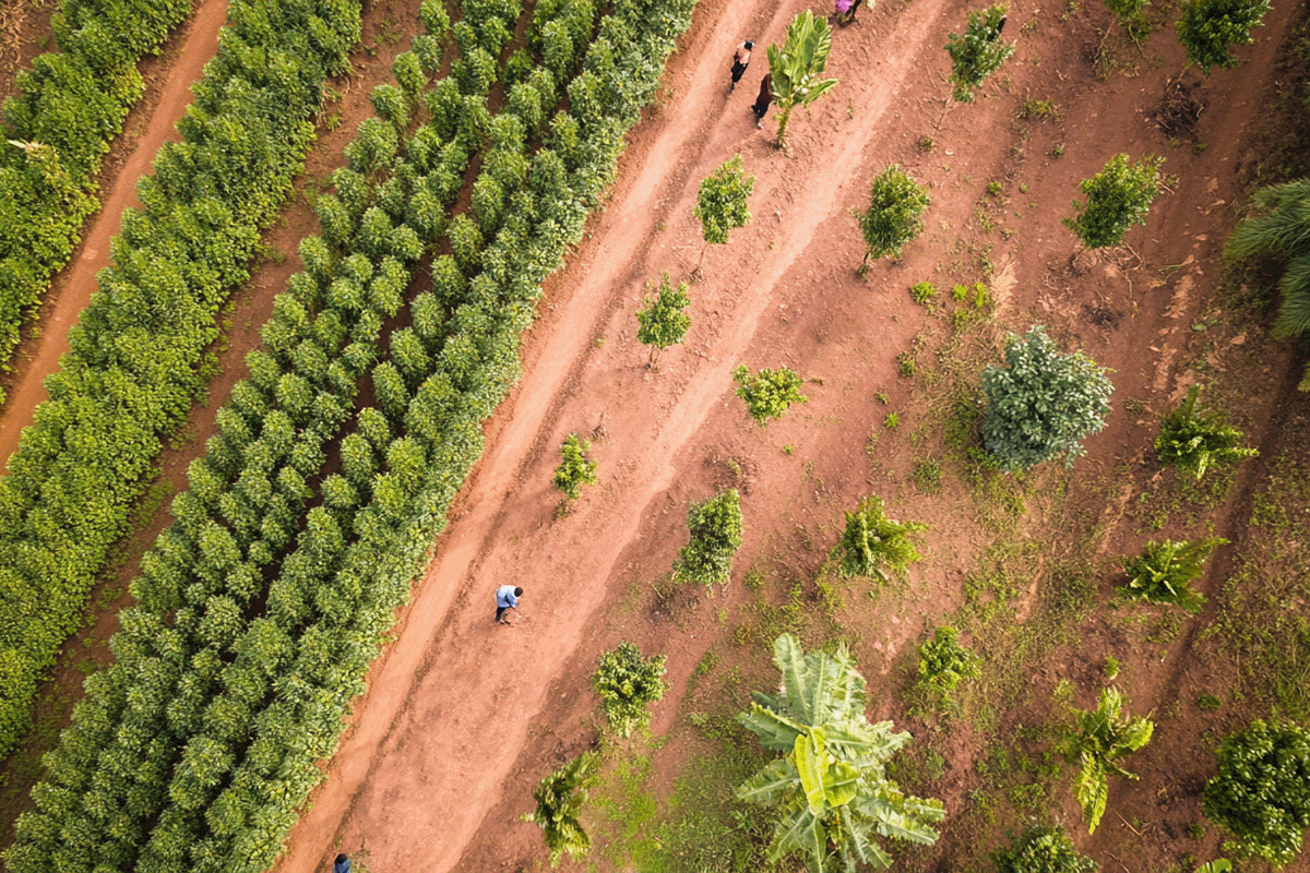 Carbon projects_ their importance and benefits_Aerial view of African farmers working in a tree nursery_visual 6