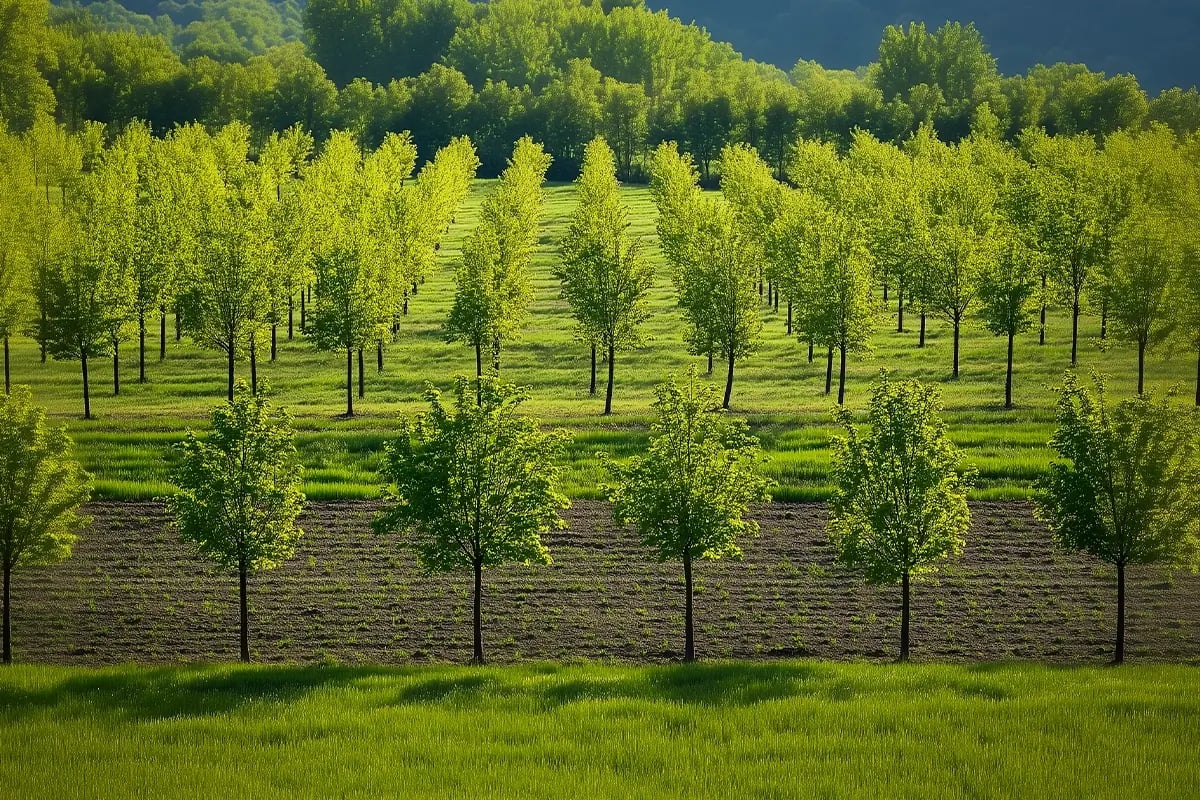 Driving Revenue through Sustainability Initiatives_Young trees growing in rows_visual 2