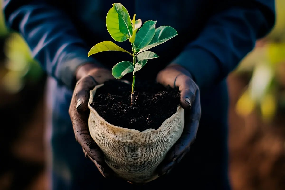 How Carbon Credits Can Enhance Your Investment Portfolio__Close-up of a tree nursery worker holding a tree seedling. _visual 2