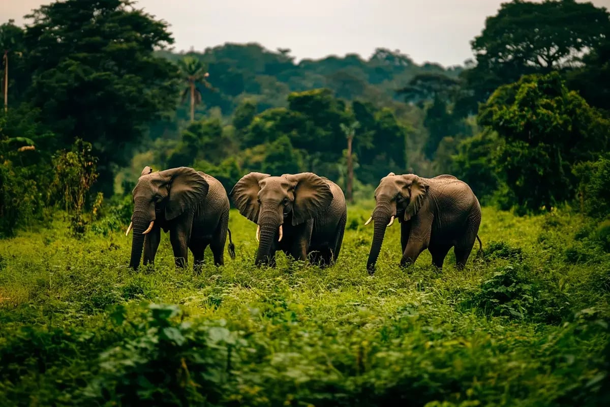 Best investment opportunities in nature for 2025_A scenic view of elephants roaming through the lush forests of Cameroon_visual 9