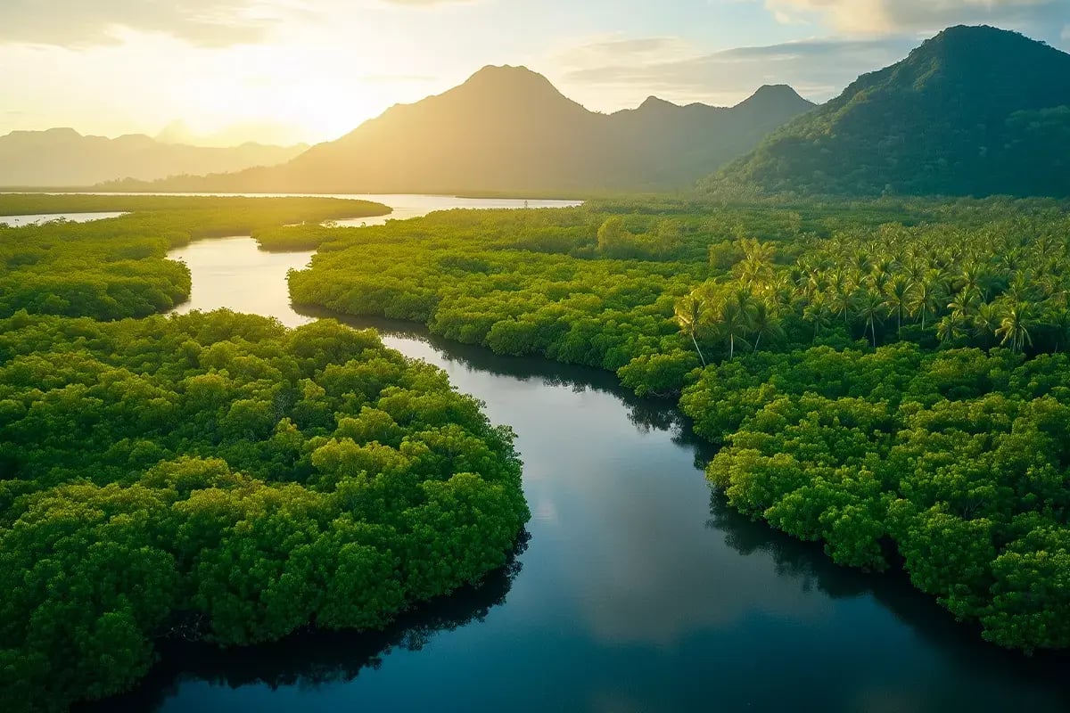 Best investment opportunities in nature for 2025_Aerial view of mangroves in Indonesia_visual 6