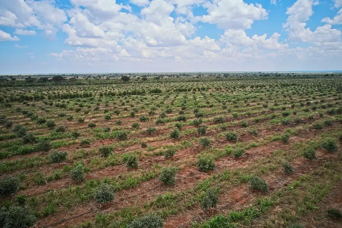 Best investment opportunities in nature for 2025_Drone photo of a forested area in Kenya_ Hongera Reforestation Project, DGB_visual 5