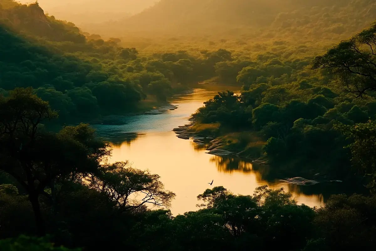 Why invest in carbon credits__Landscape of an African forest during the sunset_visual 2