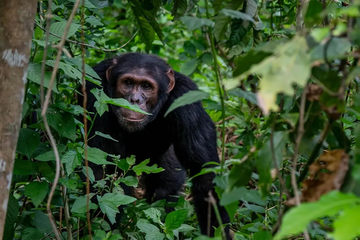 Sustainable impact of carbon credit investment_Close-up of Bulindi chimpanzee in its natural habitat_visual 4