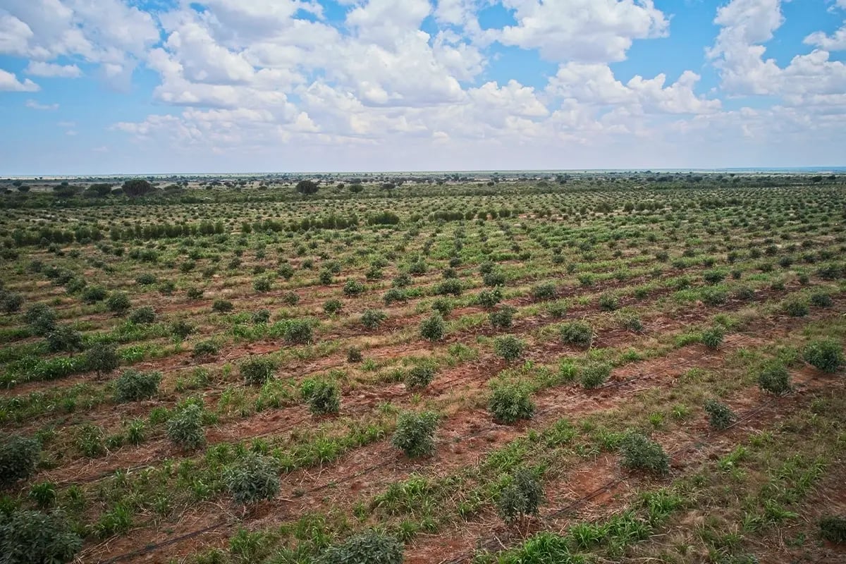 Sustainable impact of carbon credit investment_Drone photo of reforested area in Kenya_visual 11