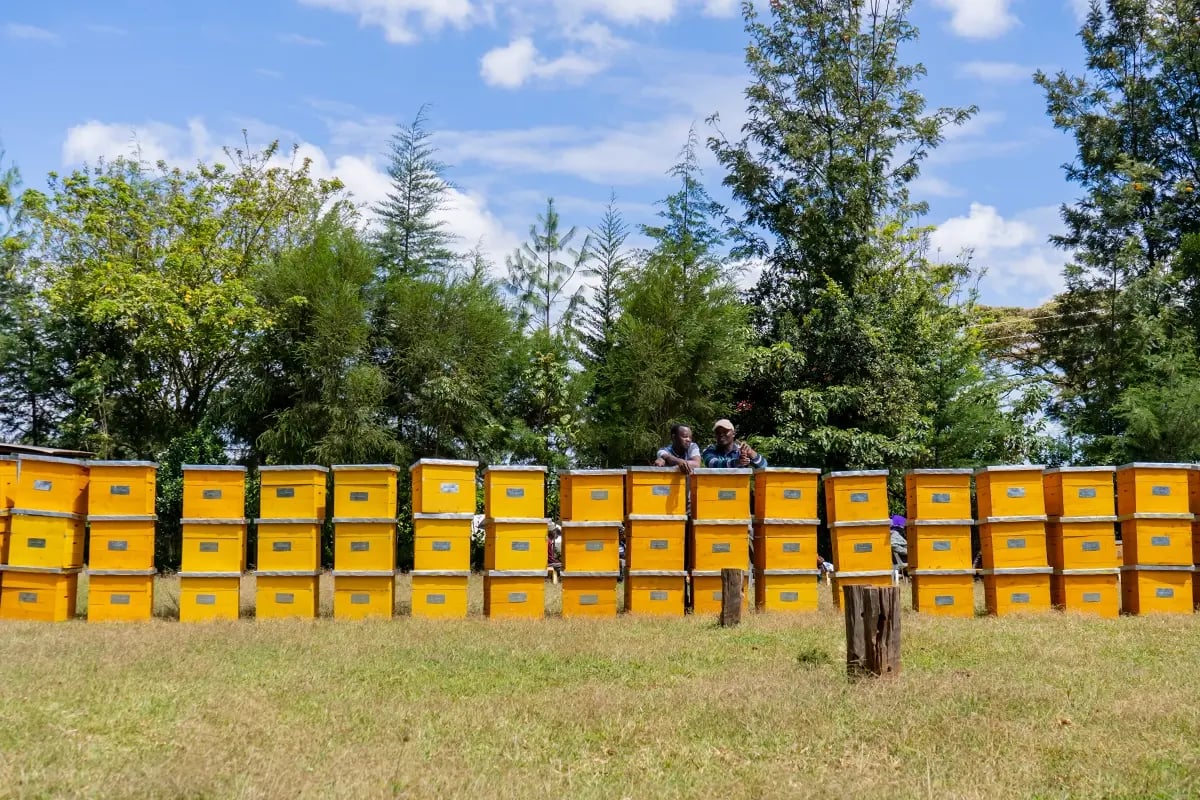 Sustainable impact of carbon credit investment_Farmers and their beehives_visual 3