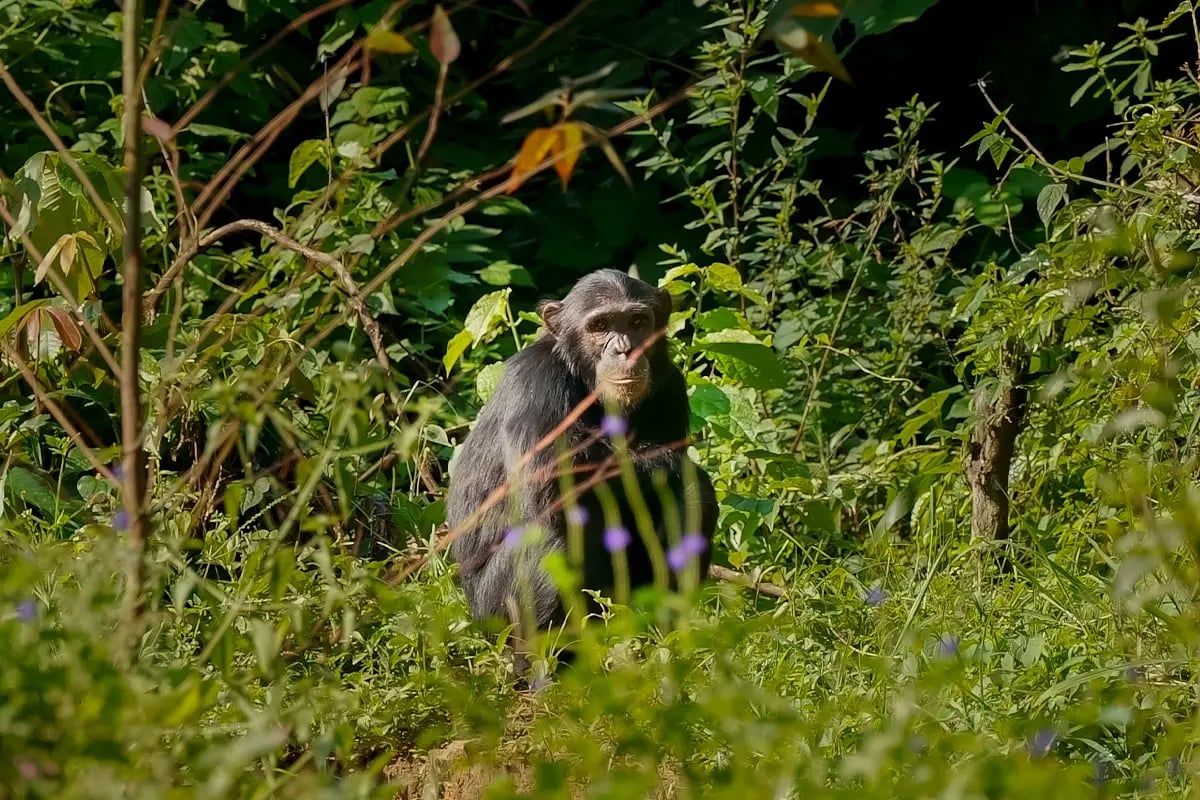 The benefits of green investments and how to tap into their potential_Bulindi chimpanzee in its natural habitat in Uganda_s forest_visual 4