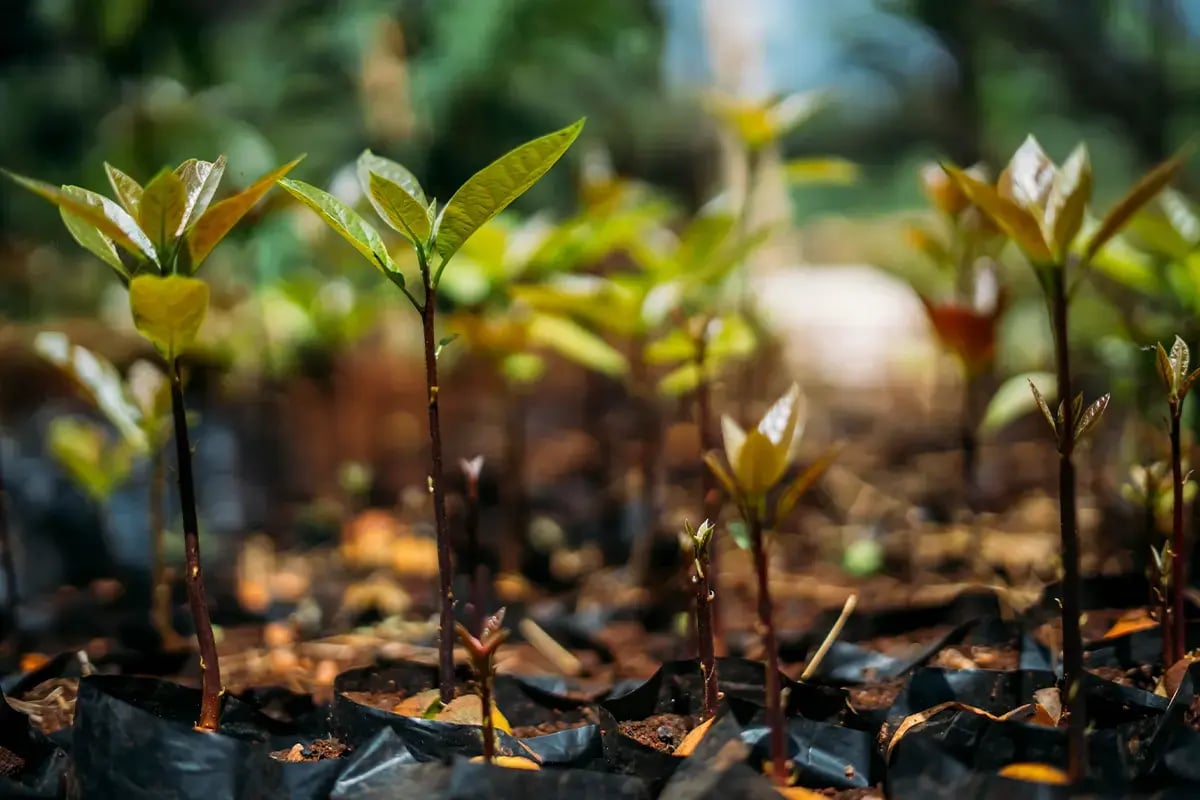 The benefits of green investments and how to tap into their potential_Close-up of a young tree seedling in a nursery_visual 5