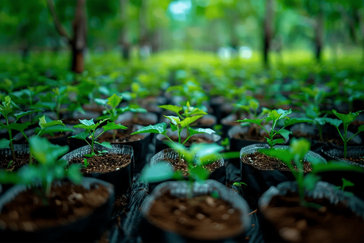 Trumps 7 new policies what they could mean for the voluntary carbon market_A lot of young tree saplings in a tree nursery_visual 6