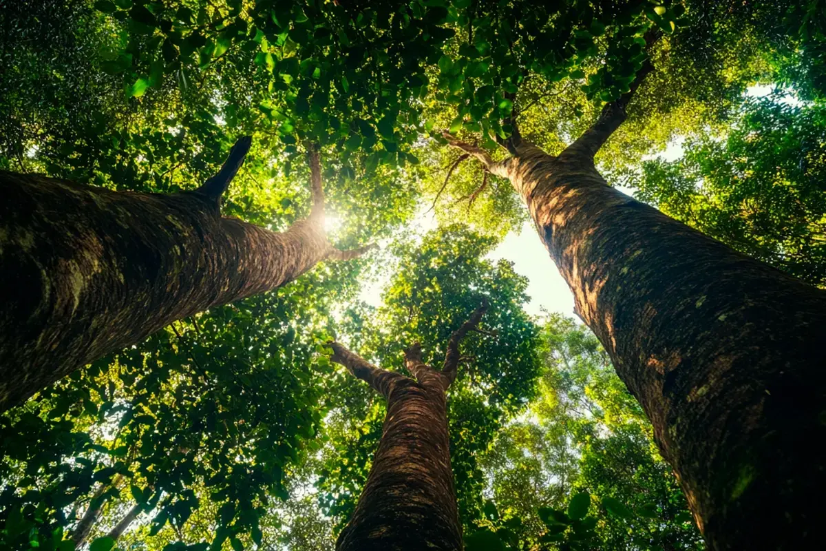 What is the voluntary carbon market? Discover its growth trends, and its $16.3B boom in 2024, presenting attractive opportunities.